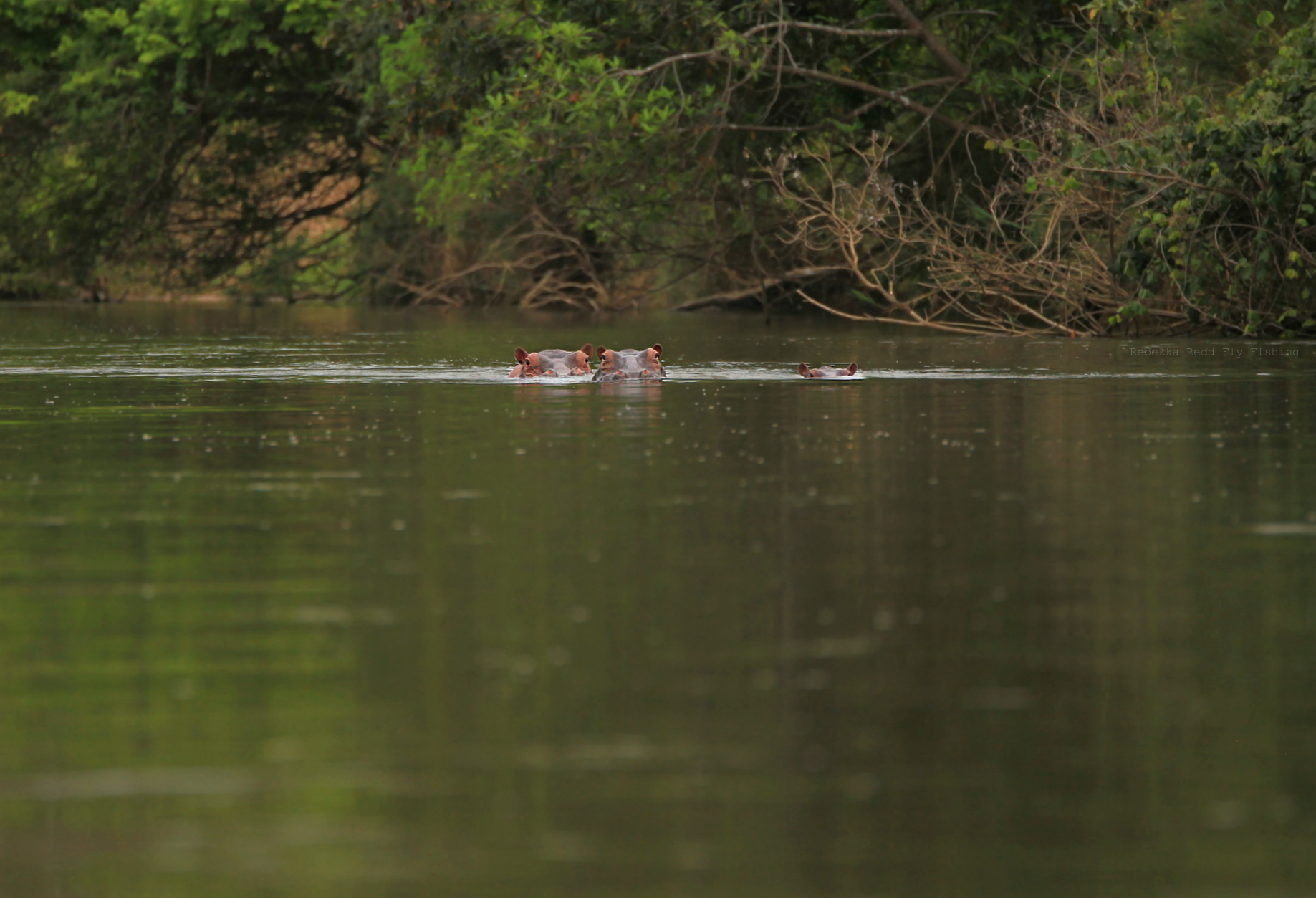 The Ambassador Files: Fast Times on the Dark Continent - American Museum Of Fly  Fishing