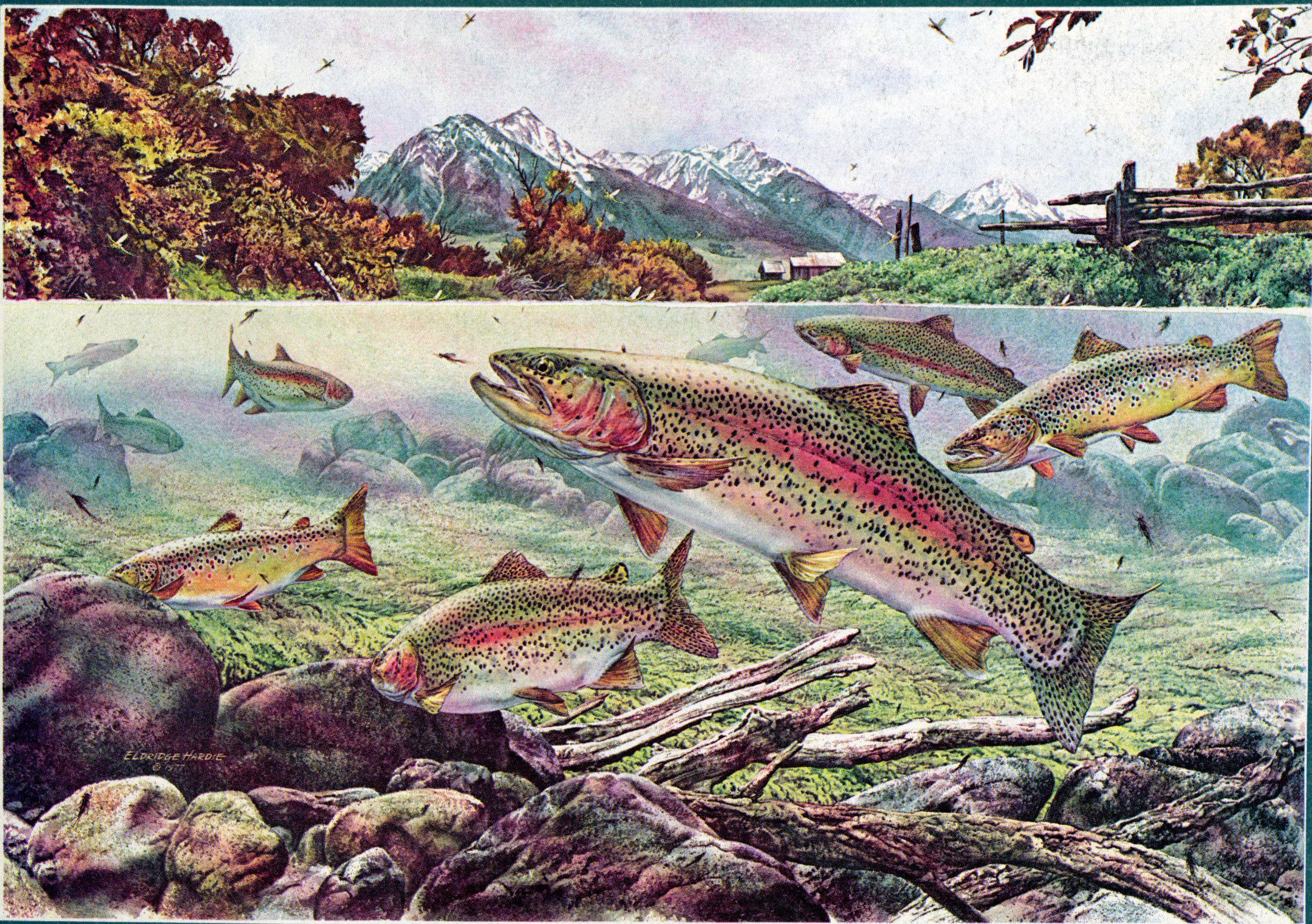 Woods and Trout release Trout National — The Reserve design