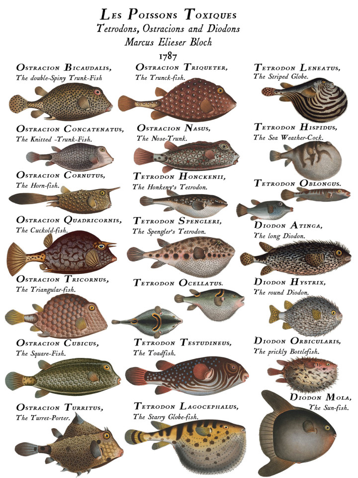 Les Poissons Toxiques - American Museum Of Fly Fishing