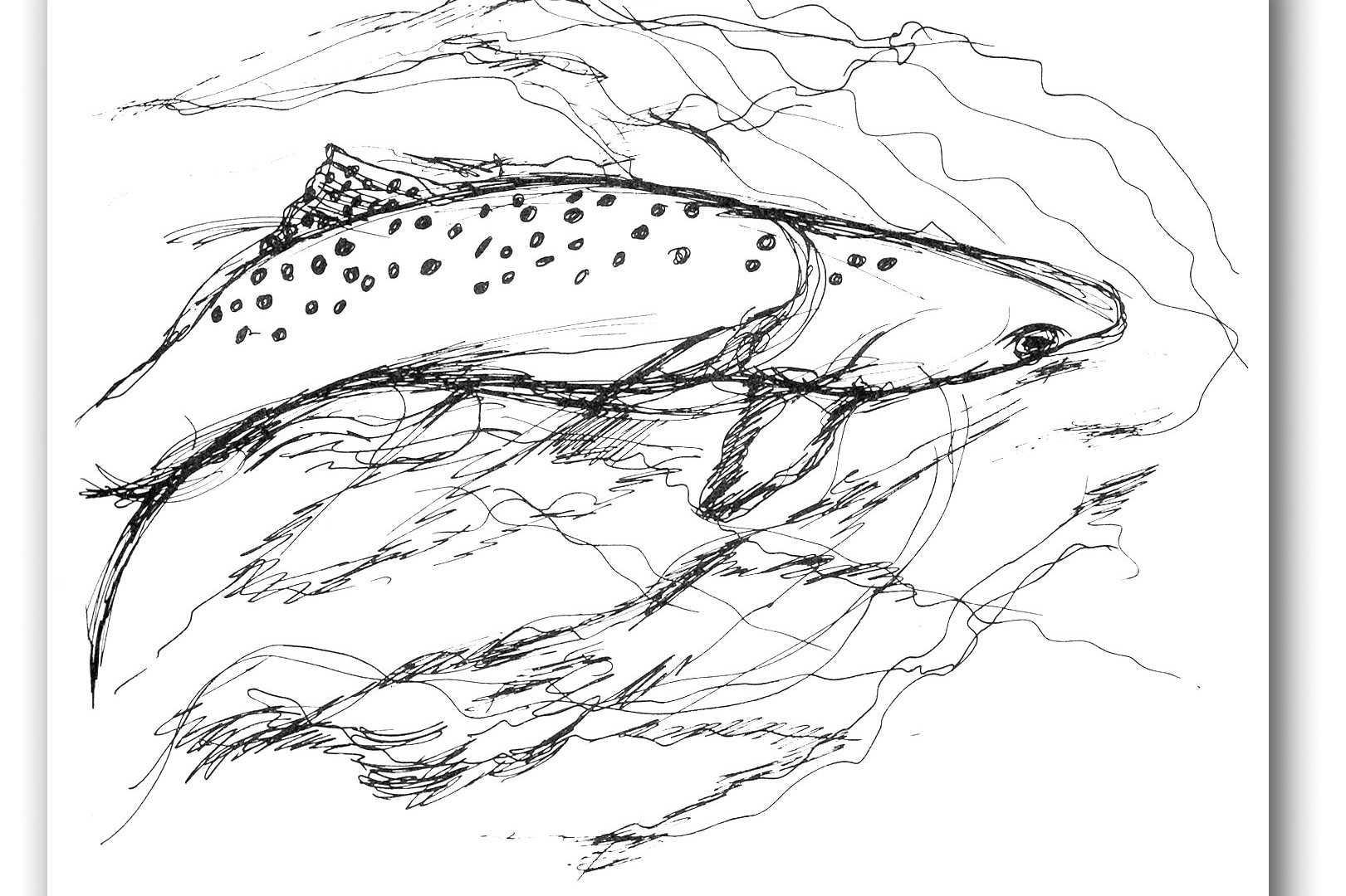 A line drawing of a trout.