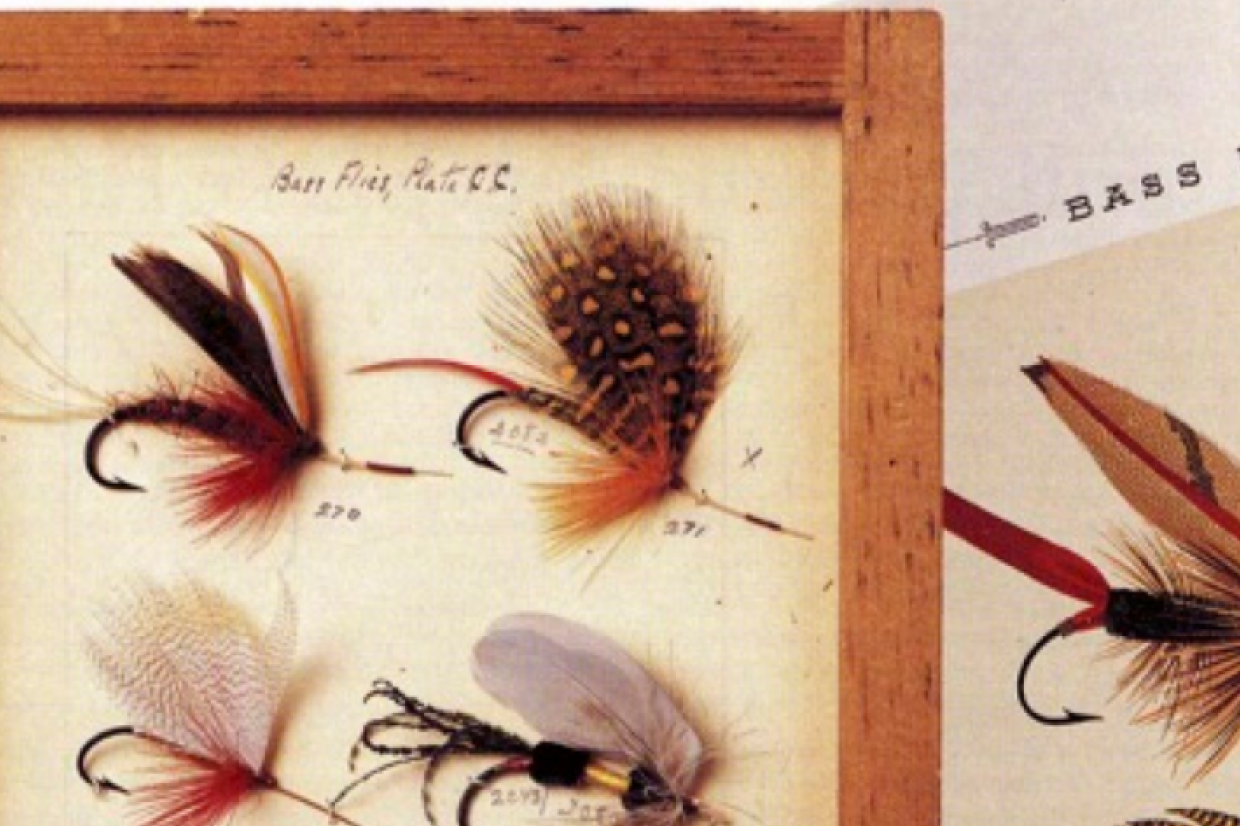 A closeup of four large fishing flies mounted on a wood-framed board. Across the top of the board is, 