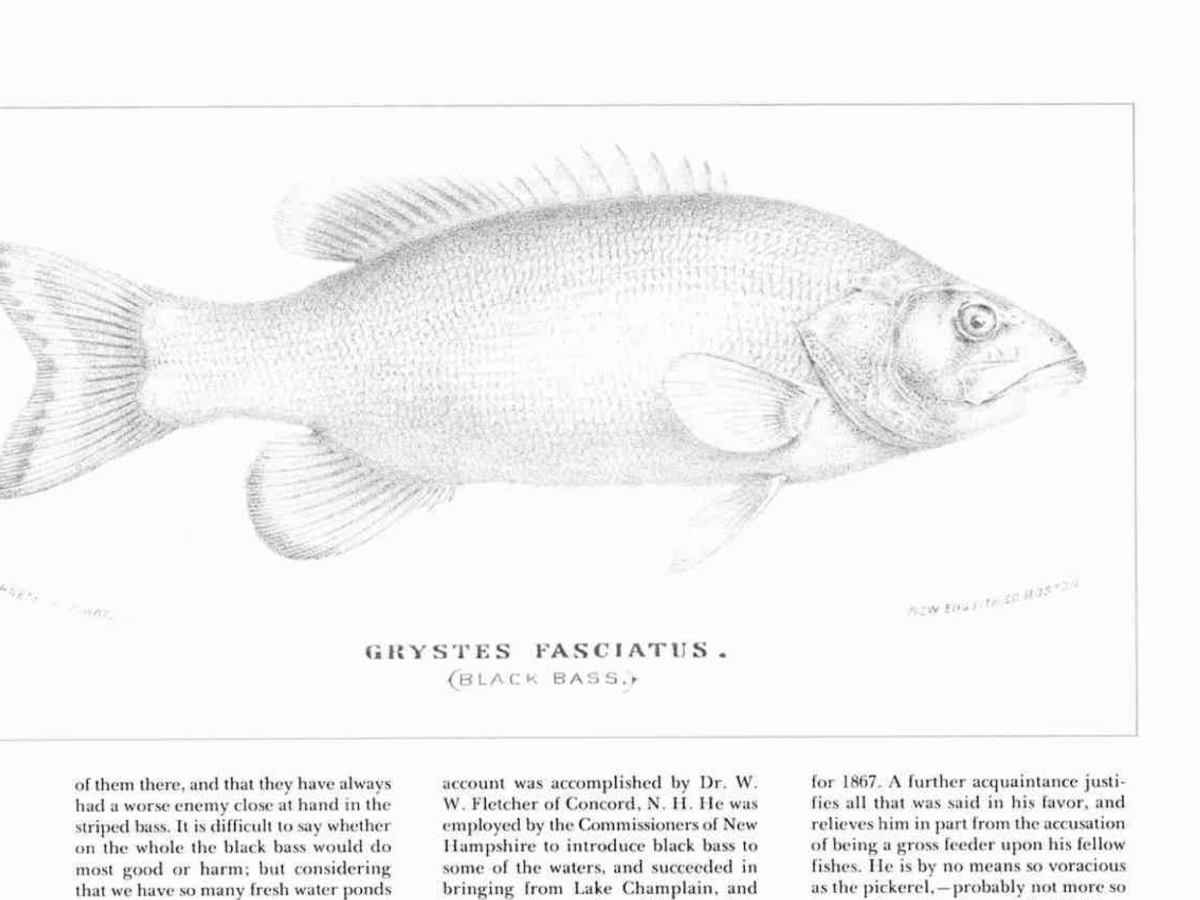 A line drawing of a fish labeled 